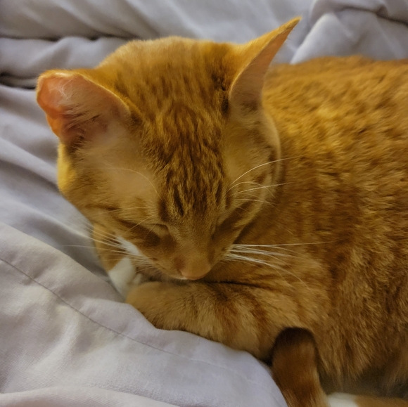 pumpkinpie_42